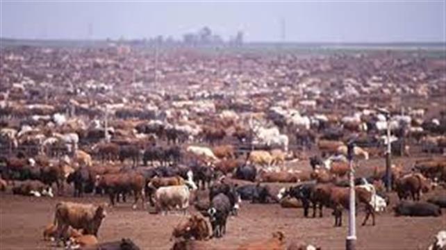 Kırmızı ette ithalat hazırlığı