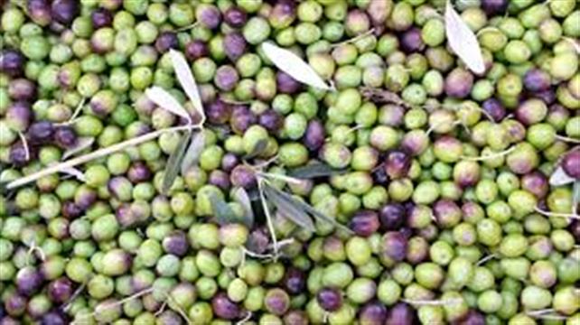 ZZTK, zeytinyağı için tanıtım atağına devam ediyor